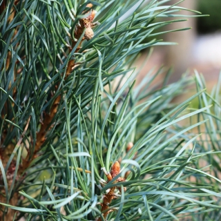 needles up close of Pinus sylvestris Fastigiata