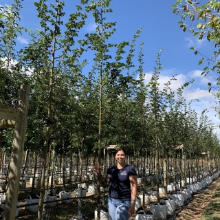 Tilia cordata Rancho