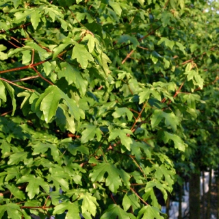 the foliage of Acer campestre Elsrijk