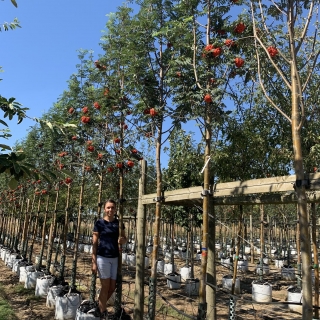 Sorbus aucuparia Sheerwater Seedling