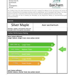 Acer saccharinum