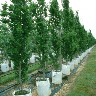 Fagus sylvatica Dawyck at Barcham Trees