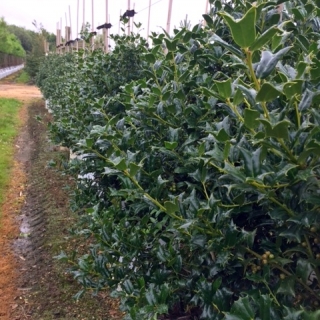 Ilex cornuta