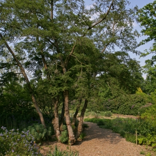 mature Nothofagus antarctica