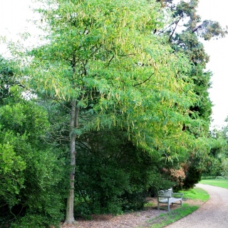 Gleditsia triacanthos Skyline