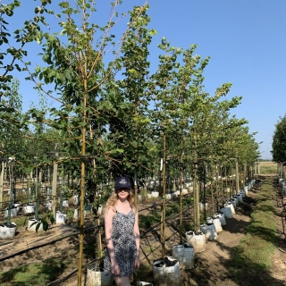 Tilia cordata Winter Orange