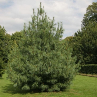 Mature Pinus wallichiana