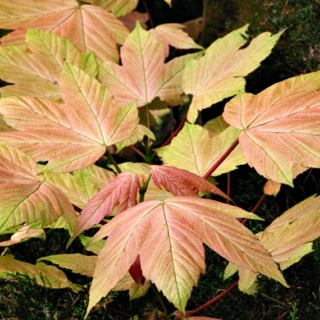 Foliage of Acer pseudoplatanus Brilliantissimum