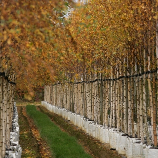 autumn colour of Betula pendula