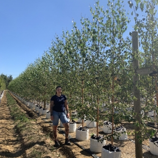 Betula pendula Zwisters Glory