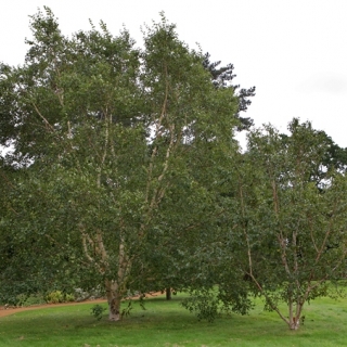 mature Betula albosinensis Fascination multi-stem