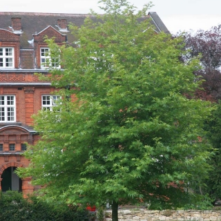 Mature Platanus orientalis Digitata