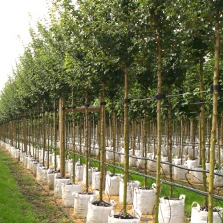 Acer campestre Queen Elizabeth on the barcham trees nursery