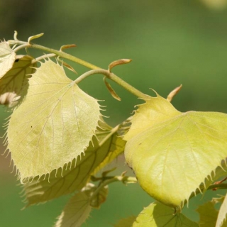 Foliage of Tilia henryana