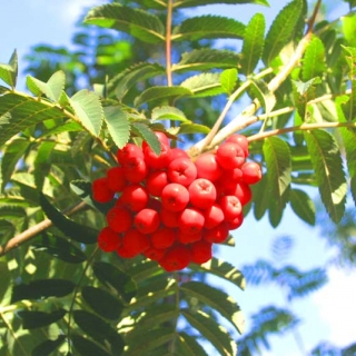 Fruit of Sorbus aucuparia Sheerwater Seedling