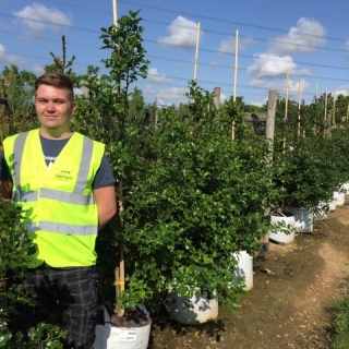 Ilex aquifolium at Barcham trees