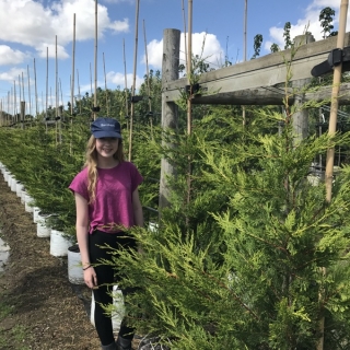 small Cupressocyparis leylandii Castlewellan at Barcham trees