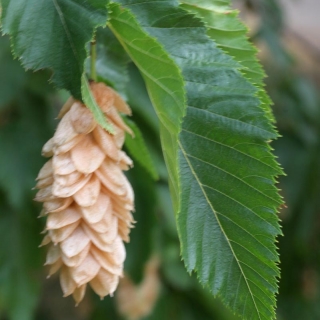 the hop lioke flower of Ostrya carpinifolia Pleached