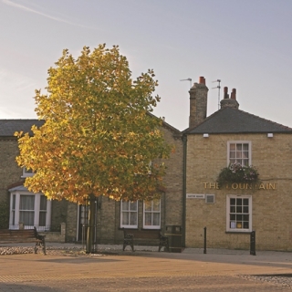 Mature Liriodendron tulipifera in an urban environment