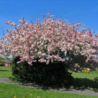 mature Malus floribunda