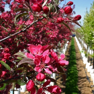 The pink blossom of Malus Profusion