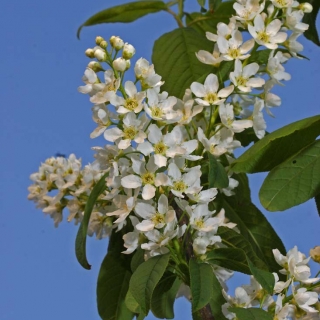 The flowers of Prunus padus Albertii