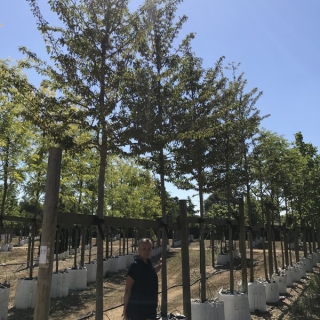 20-25cm girth Diospyros lotus at barcham trees