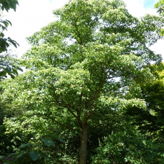 Mature Cornus controversa