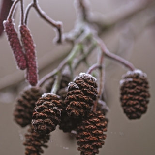 close up of the cone like fruits of Alnus glutinosa