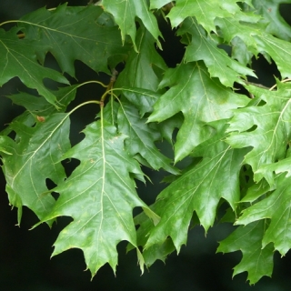 laeves of Quercus rubra in detail