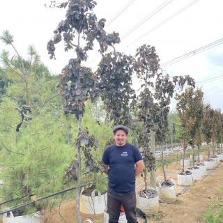 Fagus sylvatica Black Swan