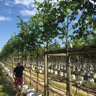 12/14cm girth Tilia x europaea to scale on Barcham Trees nursery