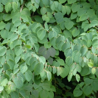 Cercidiphyllum japonicum leaves in detail