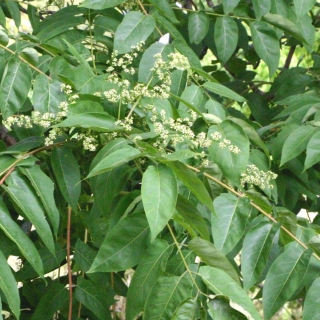 The leaves of  Ailanthus altissima