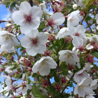 the flowers of Prunus Sunset Boulevard in detail