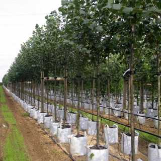 Row of Tilia cordata Greenspire on Barcham nursery in full summer foliage