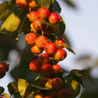 the berries of Malus evereste