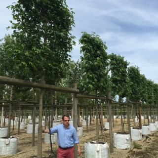 Liquidambar styraciflua (Pleached)