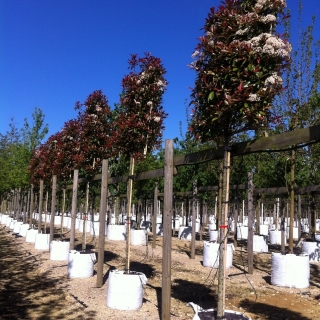 row of Photinia fraseri Red Robin Pleached