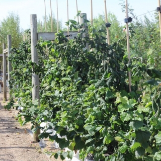 Corylus avellana contorta (twisted willow) on the Barcham Trees nursery