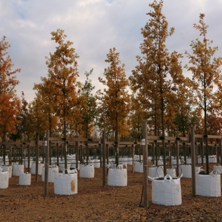 Autumn colour of Quercus robur