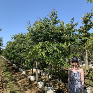 Zelkova serrata