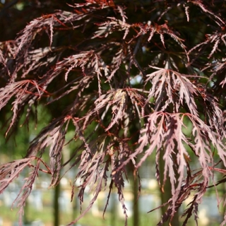 Acer palmatum Dissectum Garnet foilage