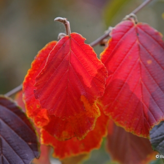 autumn foliage of Hamamelis x intermedia Arnold Promise