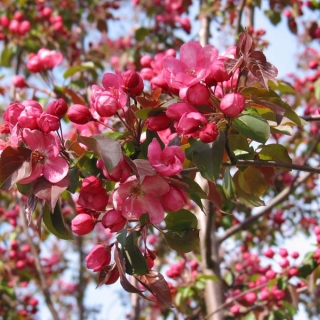 the flowers of Malus Rudolph