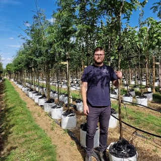 Gleditsia triacanthos Inermis
