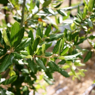 foliage of Quercus Ilex multi-stem