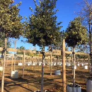 Ilex aquifolium Argentea Marginata at Barcham Trees