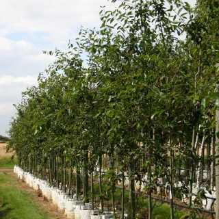 Amelanchier Ballerina on the  Barcham trees nursery