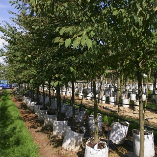 Zelkova serrata Green Vase at barcham trees